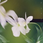 Omoinotake - Hitorigoto (acoustic version)
